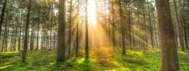 Blog | We love being green | Crown Relocations