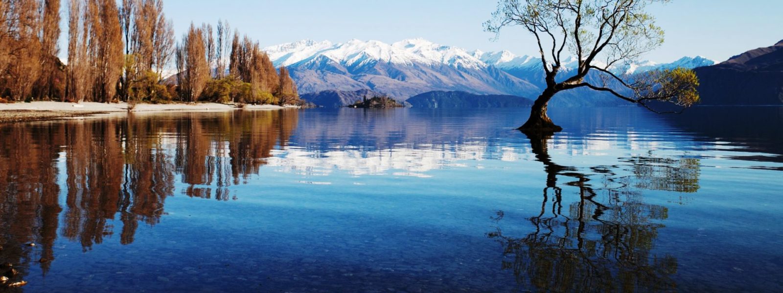 Moving Overseas with Cats Crown Relocations NZ