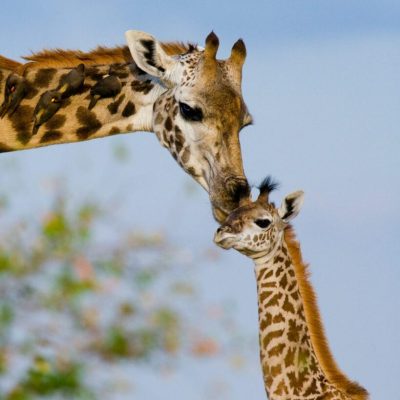 Bloemfontein Adult giraffe with baby giraffe Franklin Game Reserve