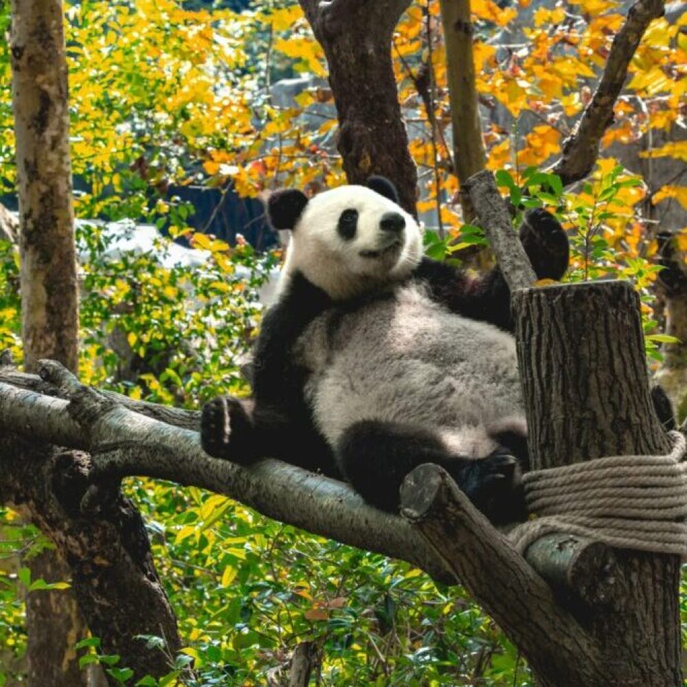 China Panda in a tree in Dujiangyan Chengdu Hat Trick