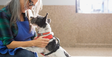 Tips for Relocating Pets: A Guide for New Zealanders | Crown Relocations NZ Blog