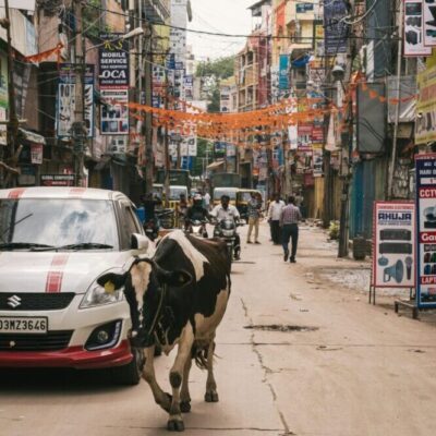 Cow wandering down a street in Bangalore, Karnataka. Photo by Gayatri Malhotra