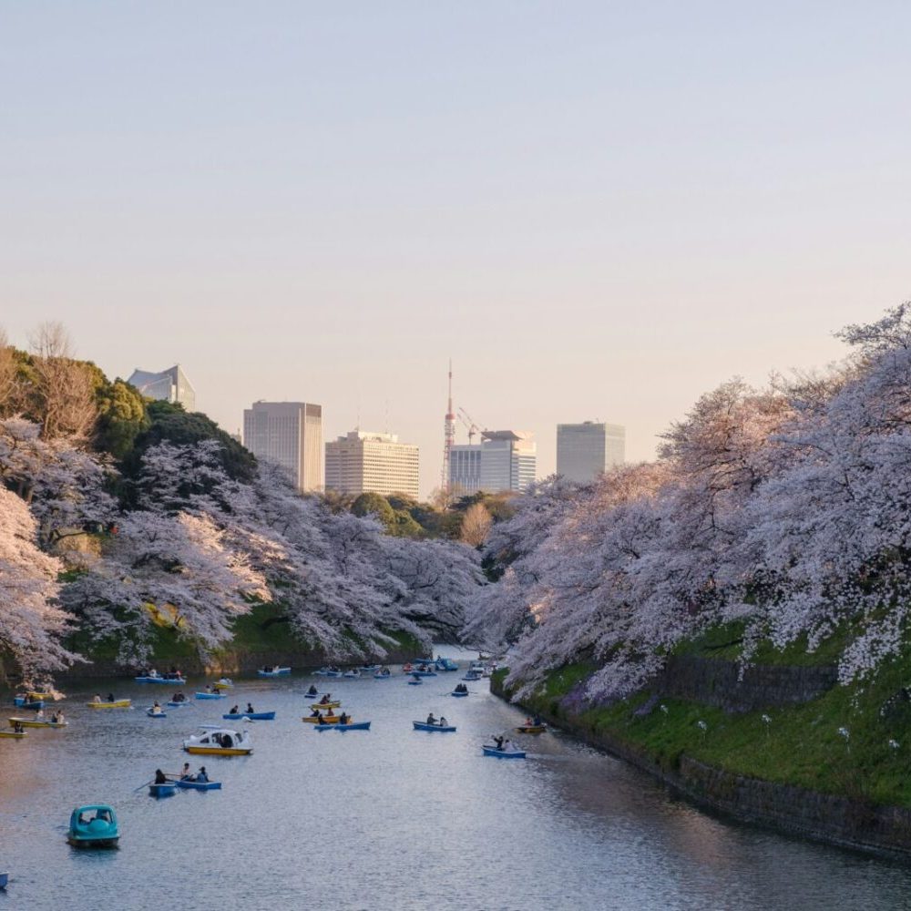 Japan boating down river with Tokyo skyline and cherry blossoms Yu Kato