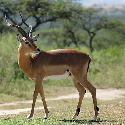 Pietermaritzburg South Africa Springbok buck in the Tala Private Game Reserve Colin Watts resized