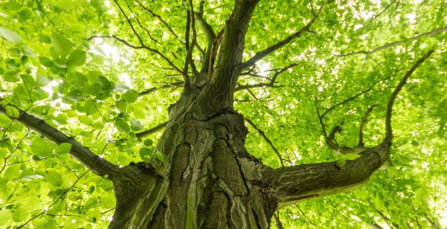 Crown NZ receives EcoVadis Gold Medal in our sustainability assessment | Crown NZ