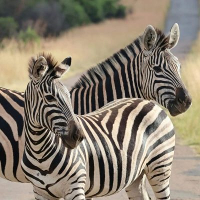 Zebras in Pilanesberg National Park, not far from Johannesburg South Africa Robbie Cheadle